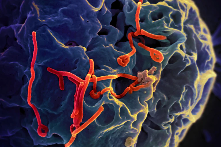 Micrographie de virus Ebola (en rouge, fausses couleurs) à la surface d’une cellule.