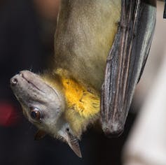 Un pipistrello appartenente alla famiglia Pteropodidae, il pipistrello africano di paglia (Eidolon helvum).