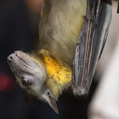 Une chauve-souris appartenant à la famille des Pteropodidae, la roussette paillée africaine (Eidolon helvum).