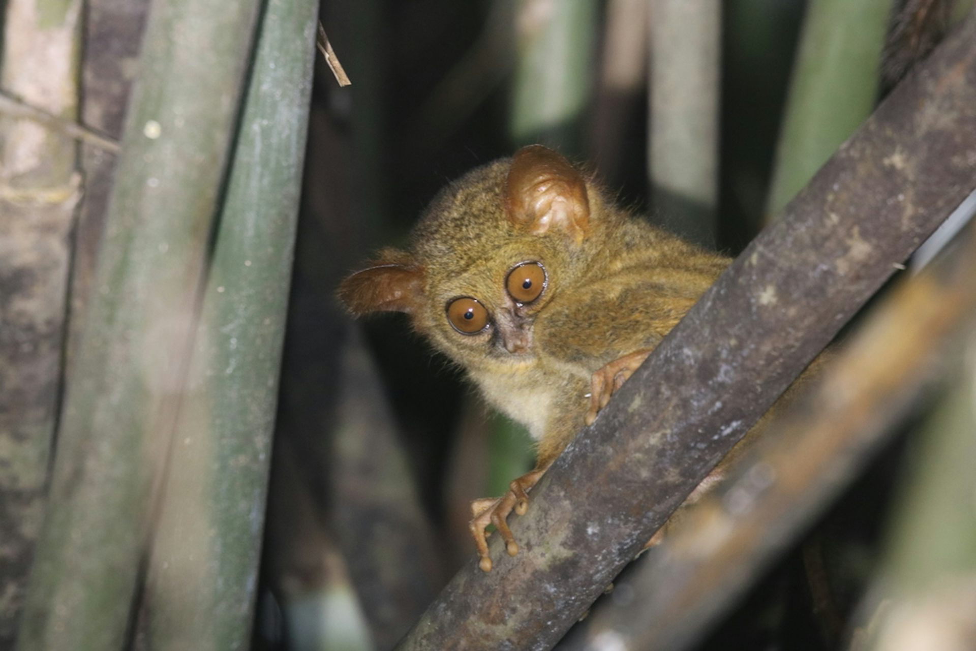 Gelombang kepunahan massal keenam: bagaimana pariwisata Indonesia berpotensi meredamnya