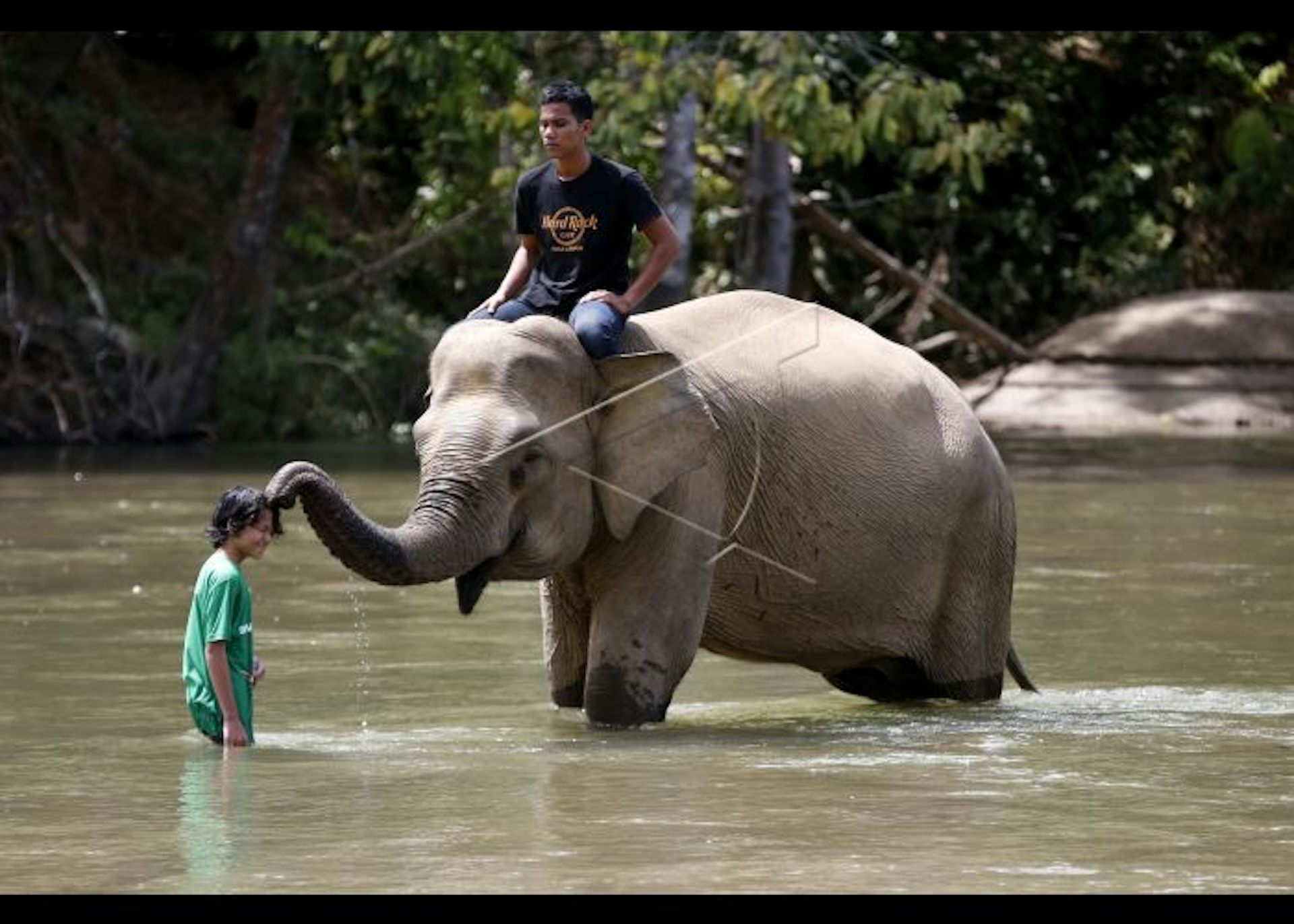 Gelombang Kepunahan Massal Keenam: Bagaimana Pariwisata Indonesia ...