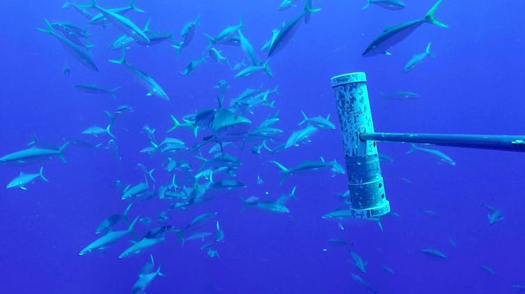 An underwater photo showing a rainbow runner fish rubbing its head on the tail of a blue shark.