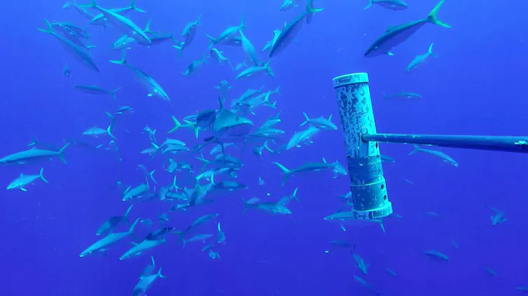 An underwater photo showing a rainbow runner fish rubbing its head on the tail of a blue shark.