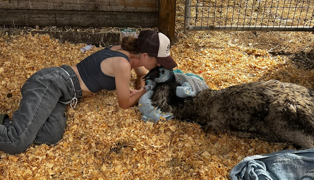 Farm owner Taylor Blake lies down with her sick emu Emmanuel in his enclosure, kissing him on the head as he's propped up on towels 