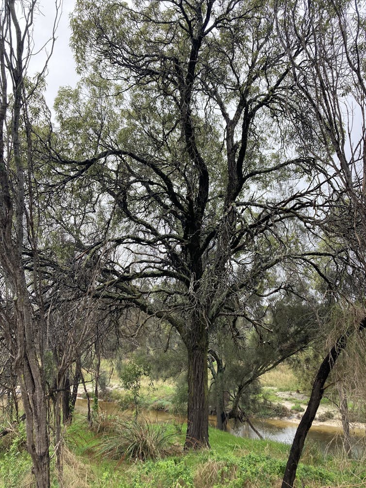 A creek beside a large tree