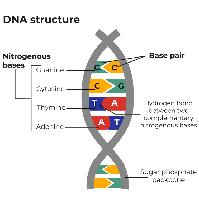 A simple chart showing the very basics of the structure of DNA