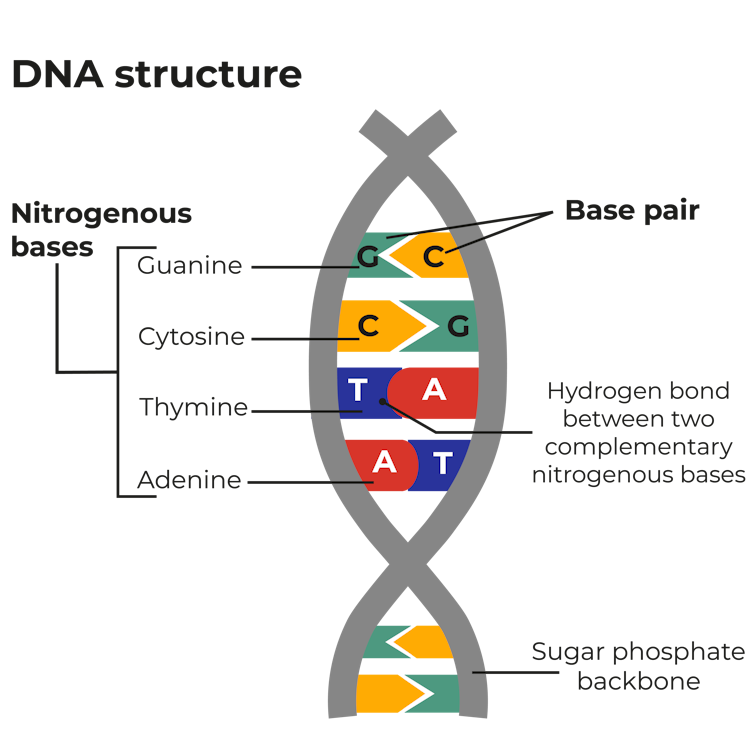 DNA is often used in solving crimes. But how does DNA profiling ...