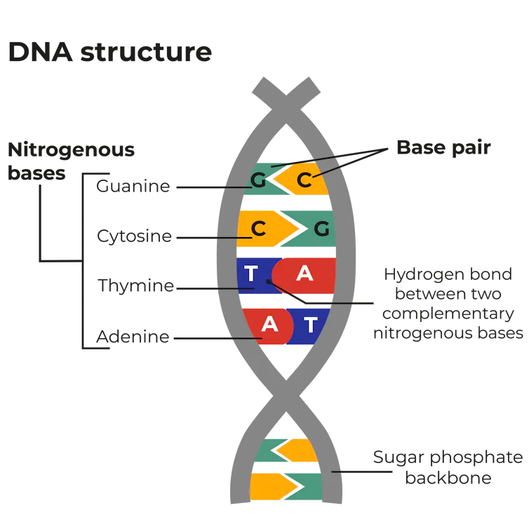 DNA Is Often Used In Solving Crimes But How Does DNA Profiling dna-is-often-used-in-solving-crimes-but-how-does-dna-profiling