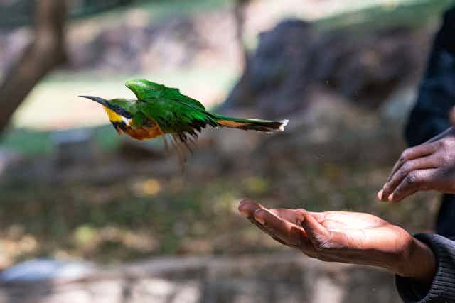 A bird in flight, with a man's hands nearby