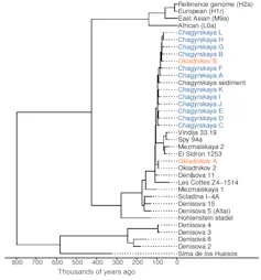 A graph showing relations among the various species
