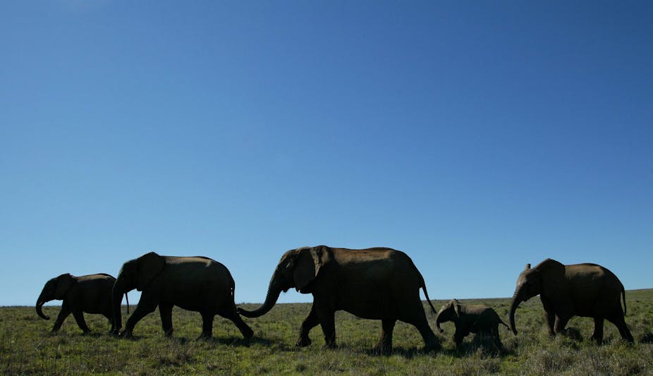 Three adult elephants and a baby walk in the wild.