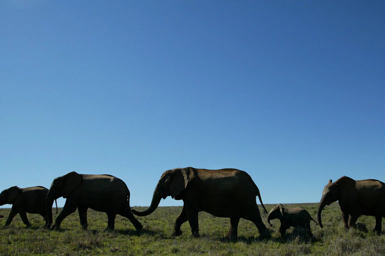 Three adult elephants and a baby walk in the wild.