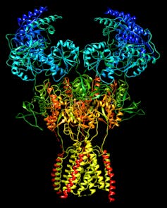 Estructura 3D de un receptor NMDA