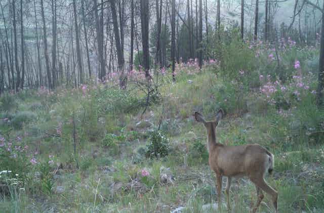 A deer looks past shrubs and wildflowers toward scorched tree trunks
