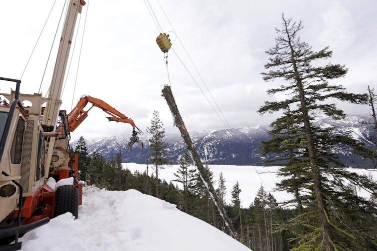 An overhead apparatus hauls a freshly cut tree up a snowy slope