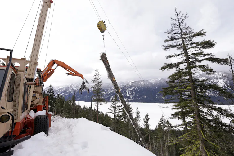 An overhead apparatus hauls a freshly cut tree up a snowy slope.