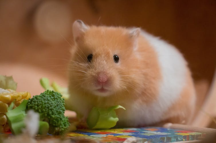 A hamster eats some broccoli.