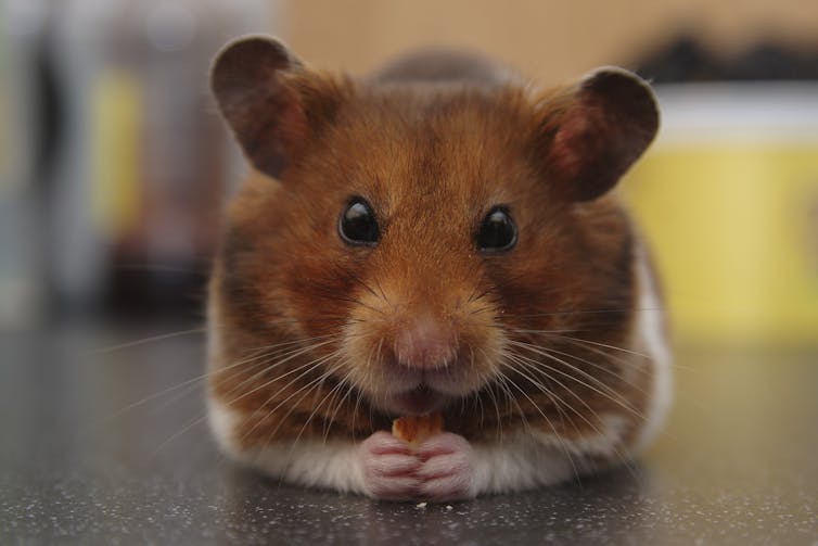 A hamster clasps his tiny hands together.