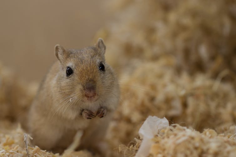 A gerbil sits among some sawdust.