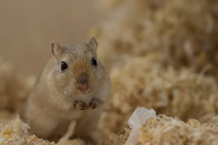 A gerbil sits among some sawdust.