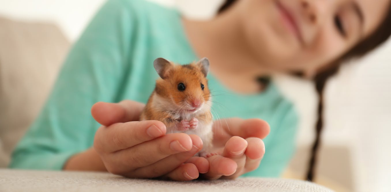 Keeping Hamsters As Pets