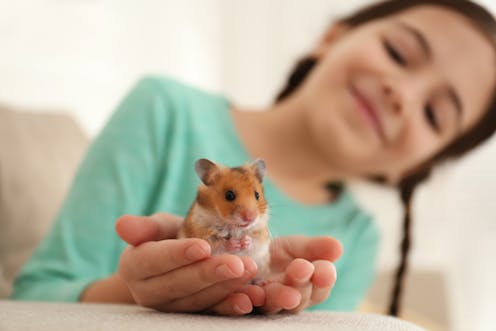 What risks could pet hamsters and gerbils pose in Australia?