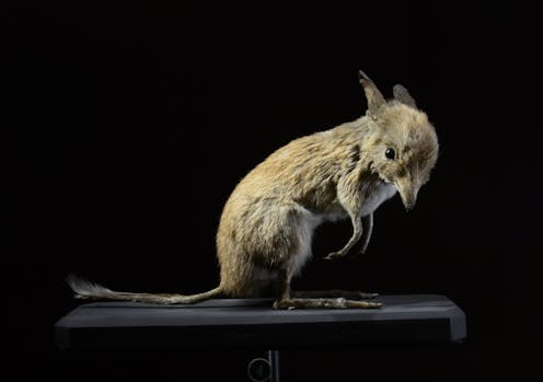 'Gut-wrenching and infuriating': why Australia is the world leader in mammal extinctions, and what to do about it