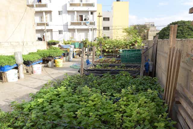Mint plants grow on a micro garden on the roof of one Dakar's medina house.