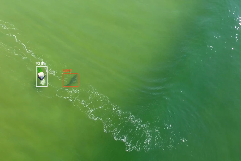 White shark near to stationary surfer./