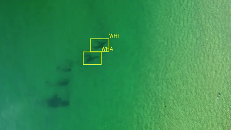 Seaweed identified as sharks.