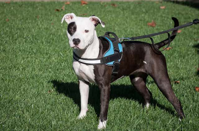 A black and white pit bull on a leash and harness