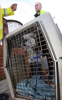 A dog confined in an animal crate, with police in the background.