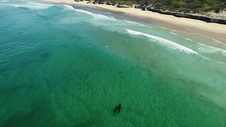 White shark being observed by a drone.