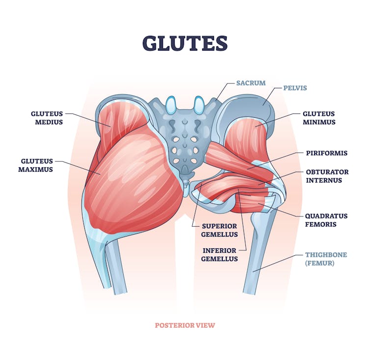 Un schéma des muscles glutéaux