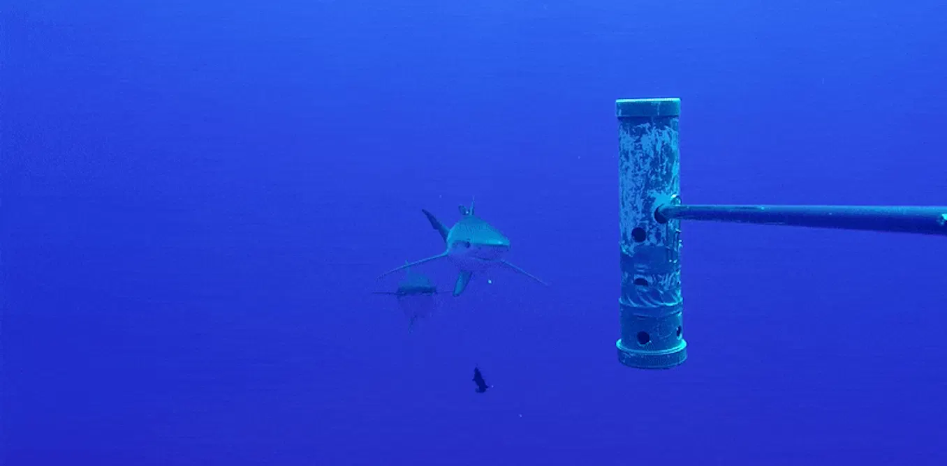 Shark Scratch How do fishes scratch their itches? It turns out sharks are involved