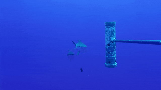 A short video loop showing a yellowfin tuna scraping its head on a shark's tail.