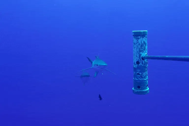 A short video loop showing a yellowfin tuna scraping its head on a shark's tail.