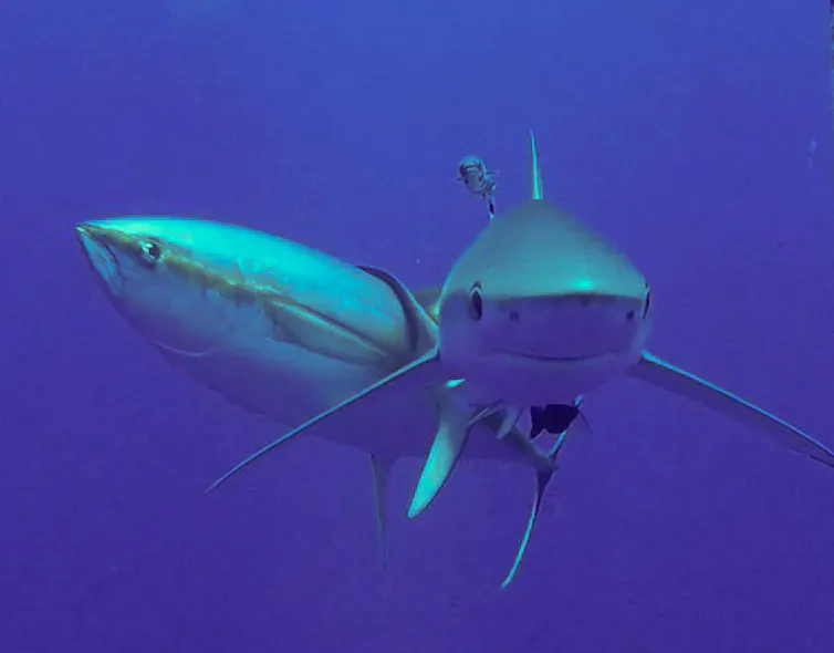 An underwater photo showing a yellowfin tuna scraping itself on a blue shark.