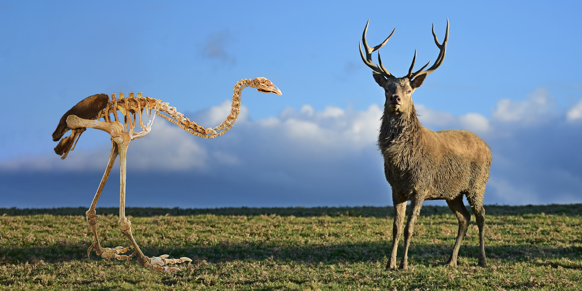 Despite the myth, deer are not an ecological substitute for moa and