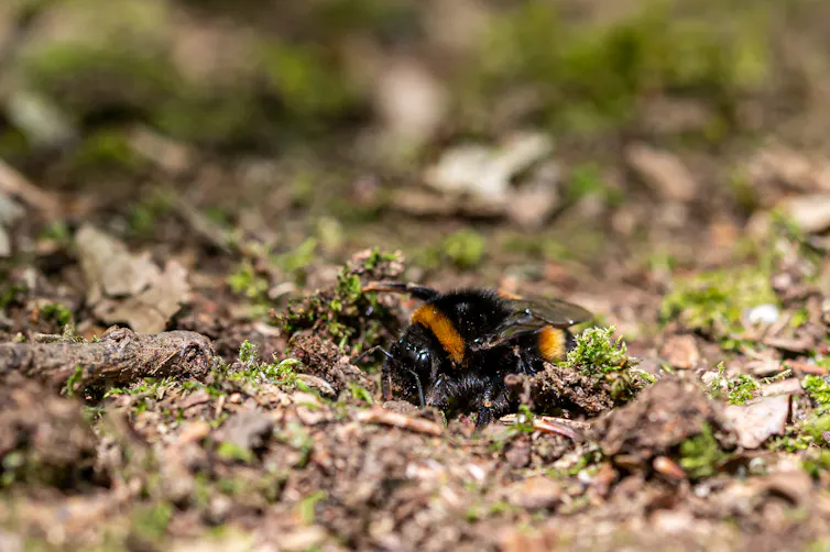 A bee digging the ground.