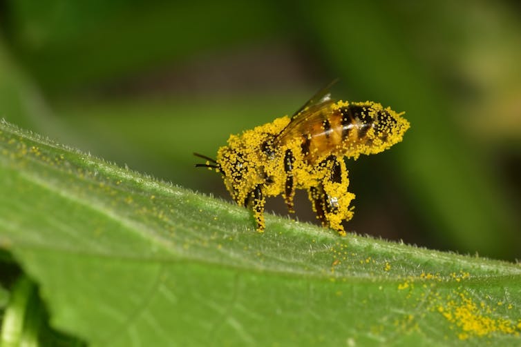 A pollen covered bee.