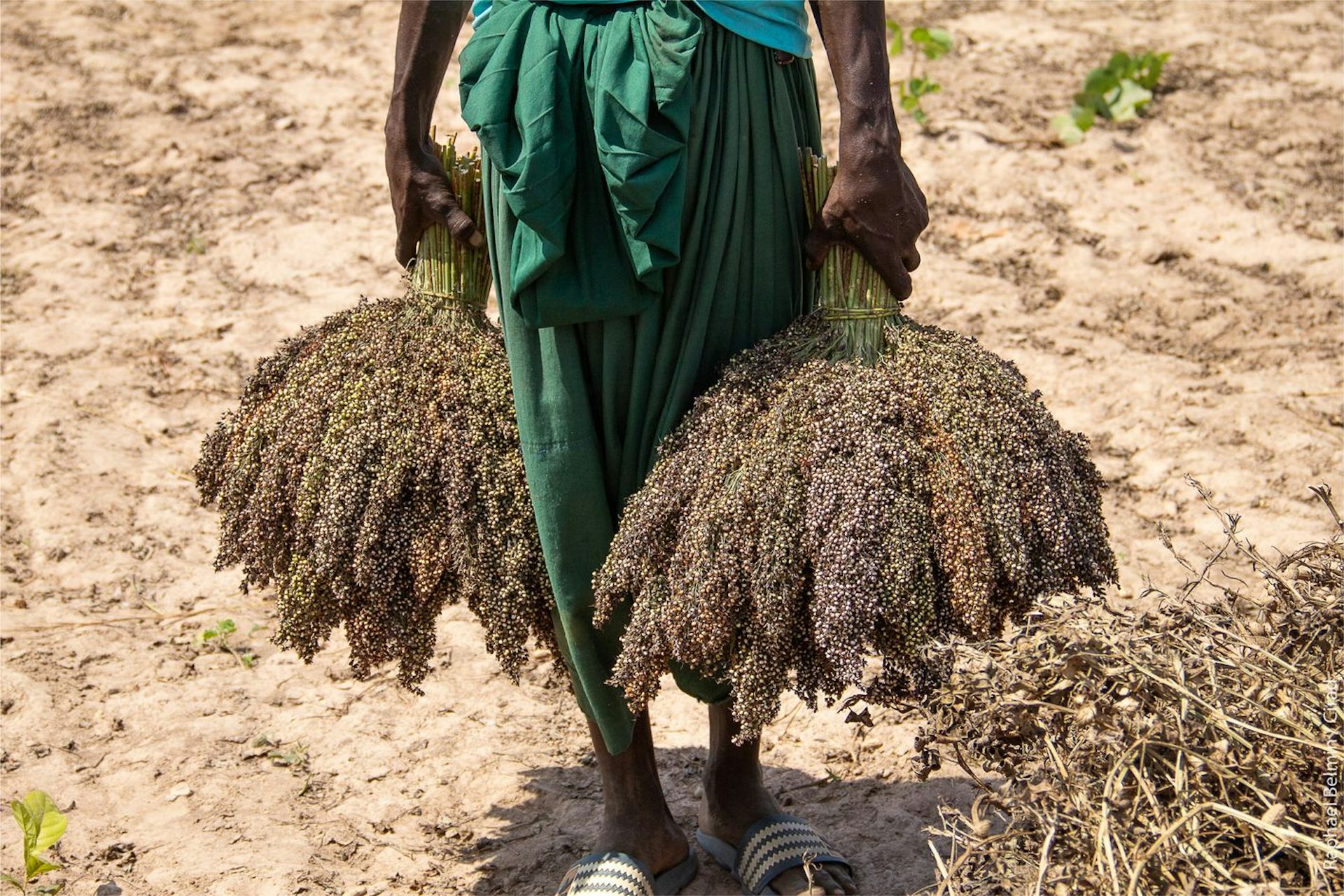 From Water Conservation To Crop Selection How Farmers Can Take Action   File 20221019 23 L45xsh 