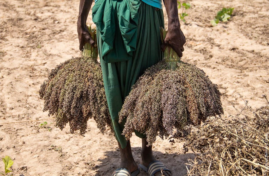 A farmer in Africa holds bundles of millet, a drought-resisent crop.