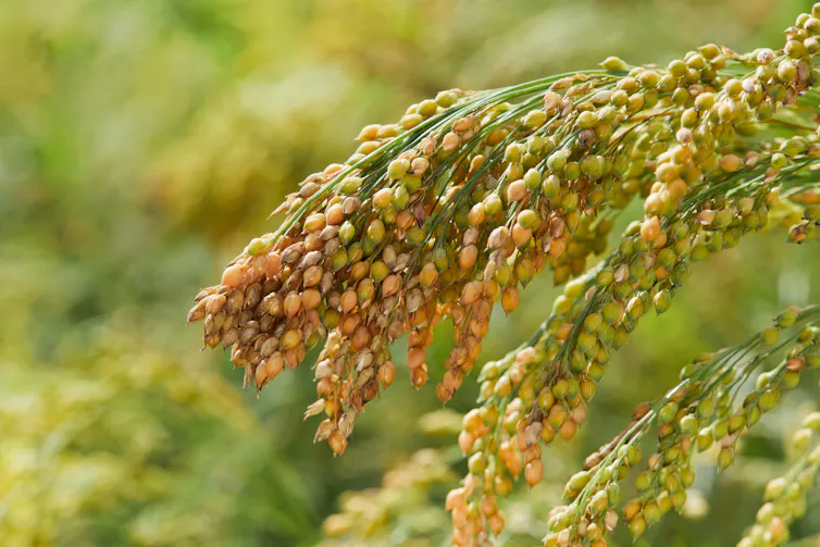A plant with many small yellow bulbs.