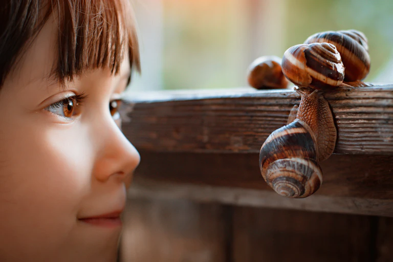 Child looking at snails
