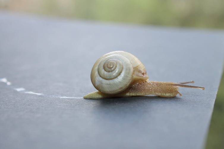 Snail on flat surface leaving trail