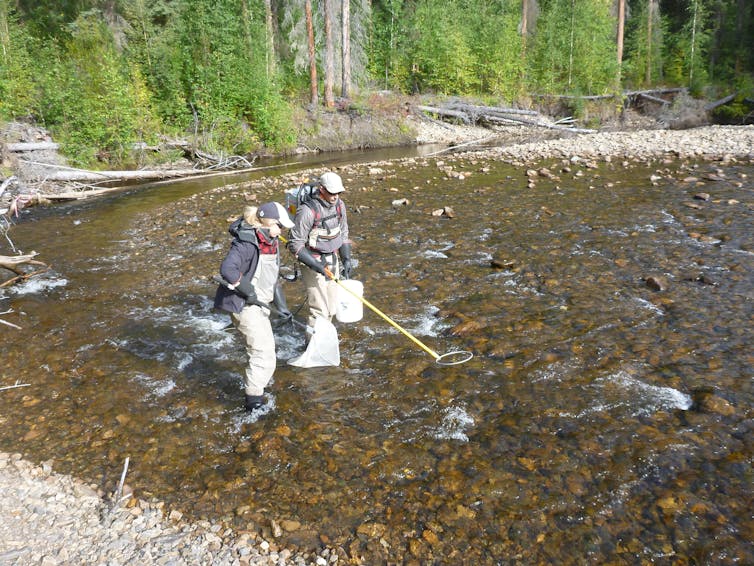 Two people standing in ankle deep water of a steam studying fish.