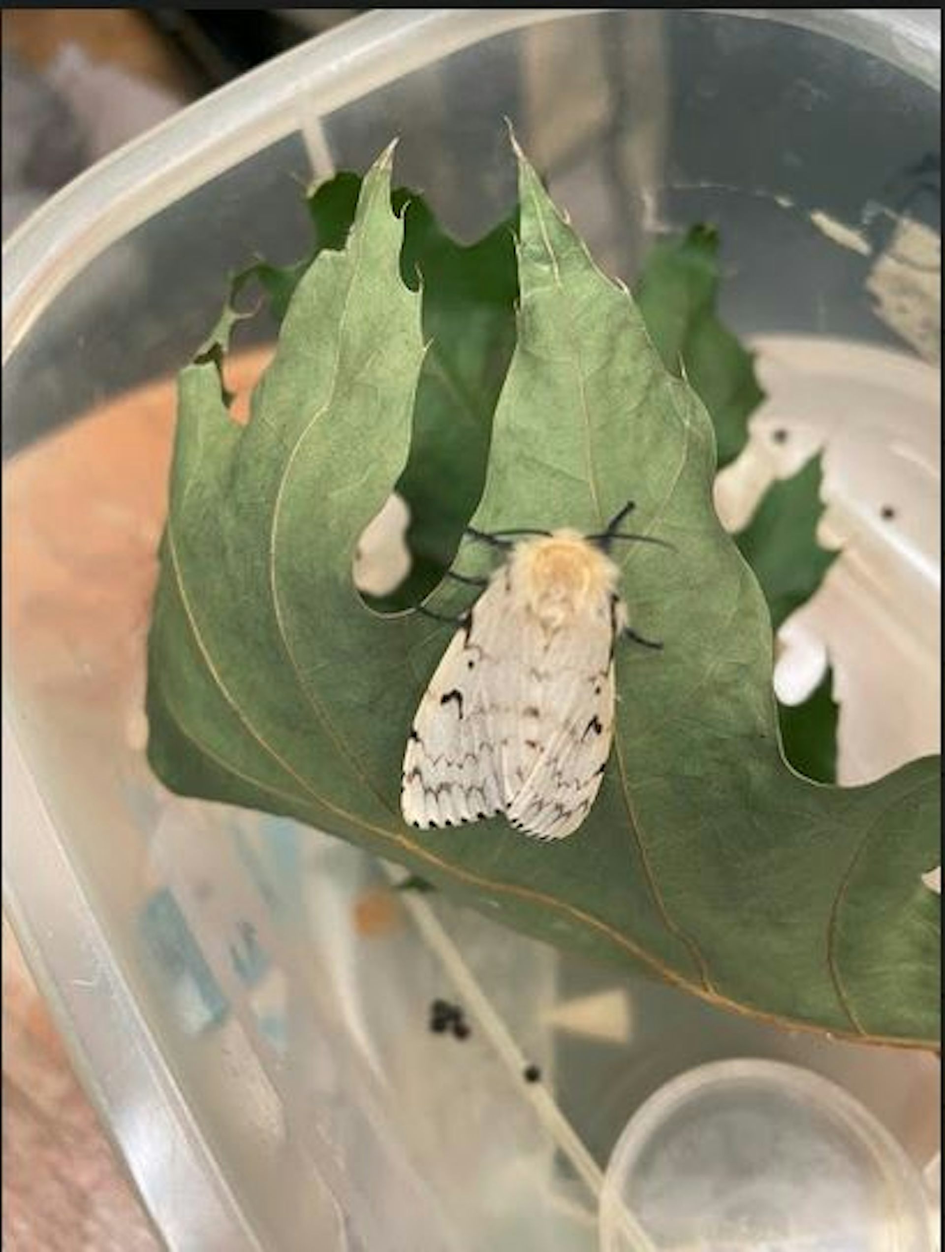 A freshly emerged lab-reared moth.