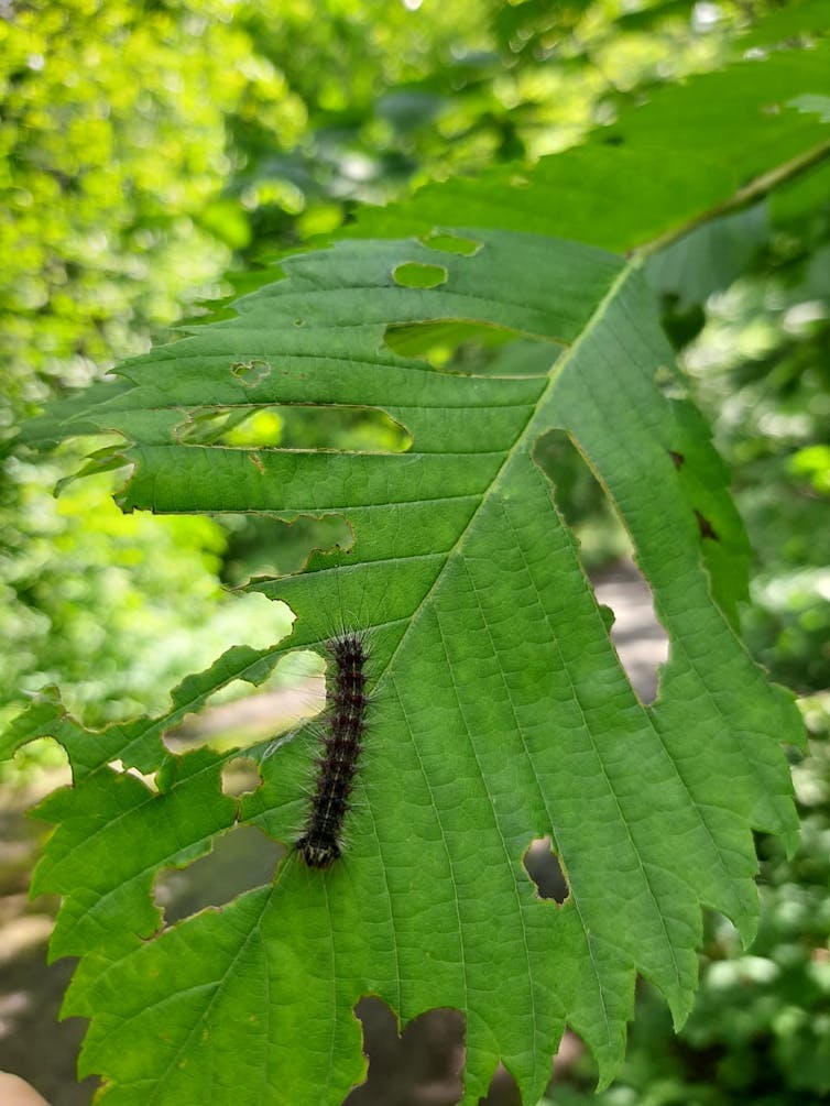 A moth caterpillar on a partially eaten leaf.
