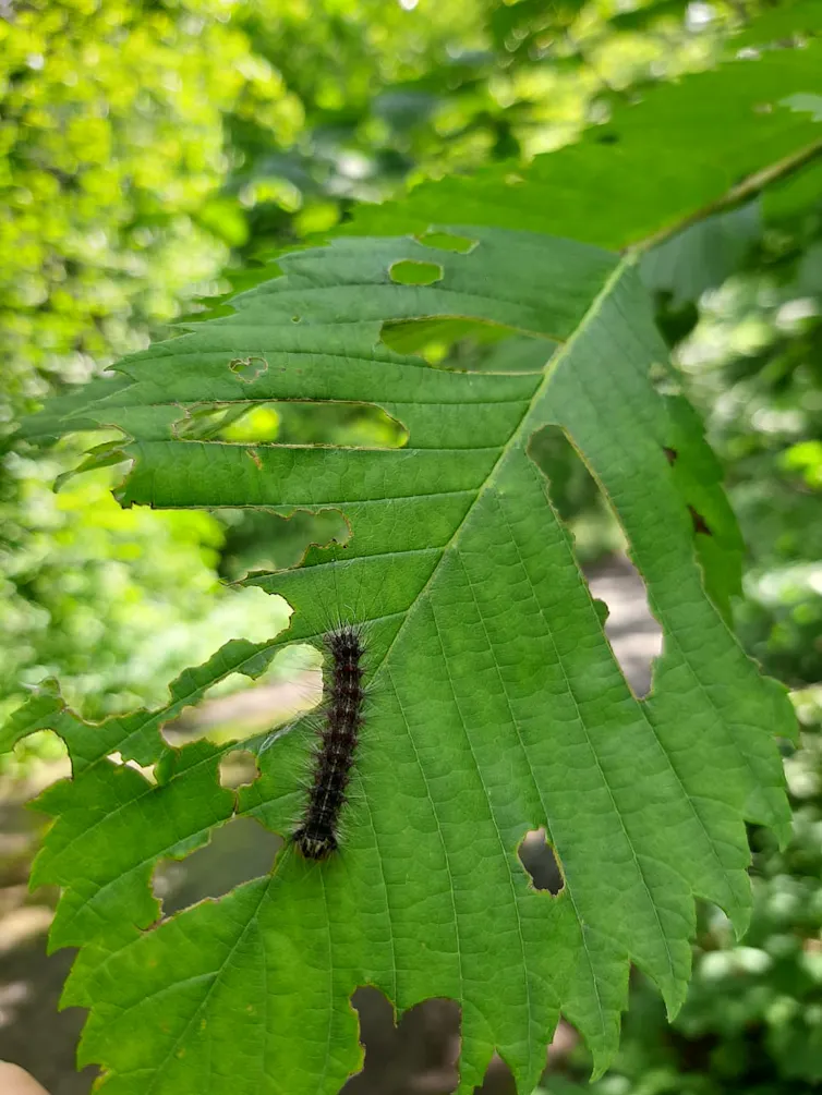 A moth caterpillar on a partially eaten leaf.